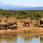 Elephant poaching in Congo