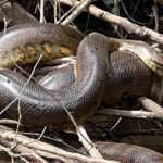 groundbreaking discovery was made in the shallow waters of the Amazon riverthe Northern Green Anaconda