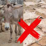 donkey skin Africa