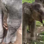 Elephant calf's liberation
