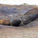 Elephant Seals