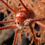 new species seamounts chile