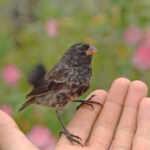 Darwin's finches