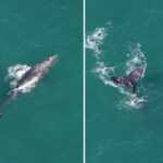 Grey Whale Spotted in the Atlantic for the First Time