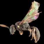 Hylaeus bee