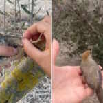 Rescued blackcap