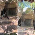 Gorilla's Life at the Fort Worth Zoo