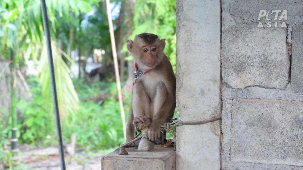 monkeys in Thailandia