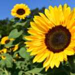 sunflower guerrilla gardening day