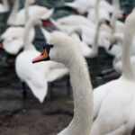 urban wildlife found carrying h5n1 virus