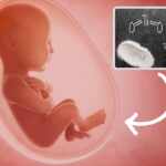 titaniumm dioxide in the placenta