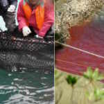 Taiji's dolphin slaughter