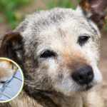 Older dog