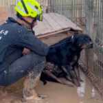 Rescued rottweiler Spain