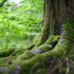 Forest recovery in Patagonia