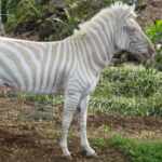 Albino Zebra
