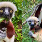 lemur - Madagascar