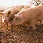 AI to decode animal emotions