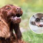 Causes of a Dog Chattering Its Teeth