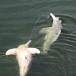 amazon river dolphins