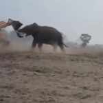 Elephant and a bulldozer