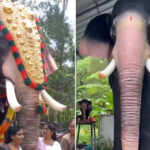 Elephants robots