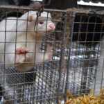 Norway fur farming