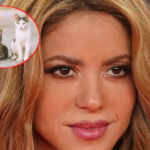 Shakira and cats
