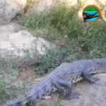 Siamese crocodile