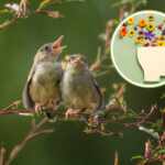 Sound of Birds Reduce Anxiety