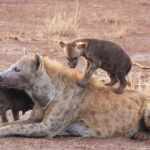 Spotted hyenas