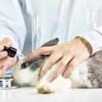 animal testing