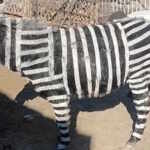 donkeys painted as zebras
