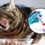 avian flu cats