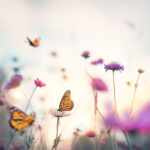 Butterflies