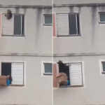 littel dog falling from top of a building