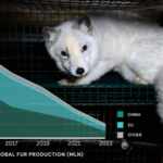 animals fur