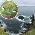 Handa Island - Scotland