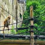 Monkey Sri Lanka