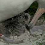 World oldest bird