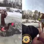 Rescued horse by local police New York