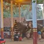 elephants - temple