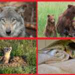 threatened species