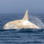 White orca Japan