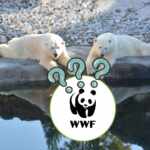 WWF Polar bears