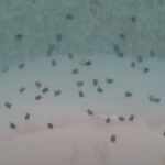 64000 turtles
