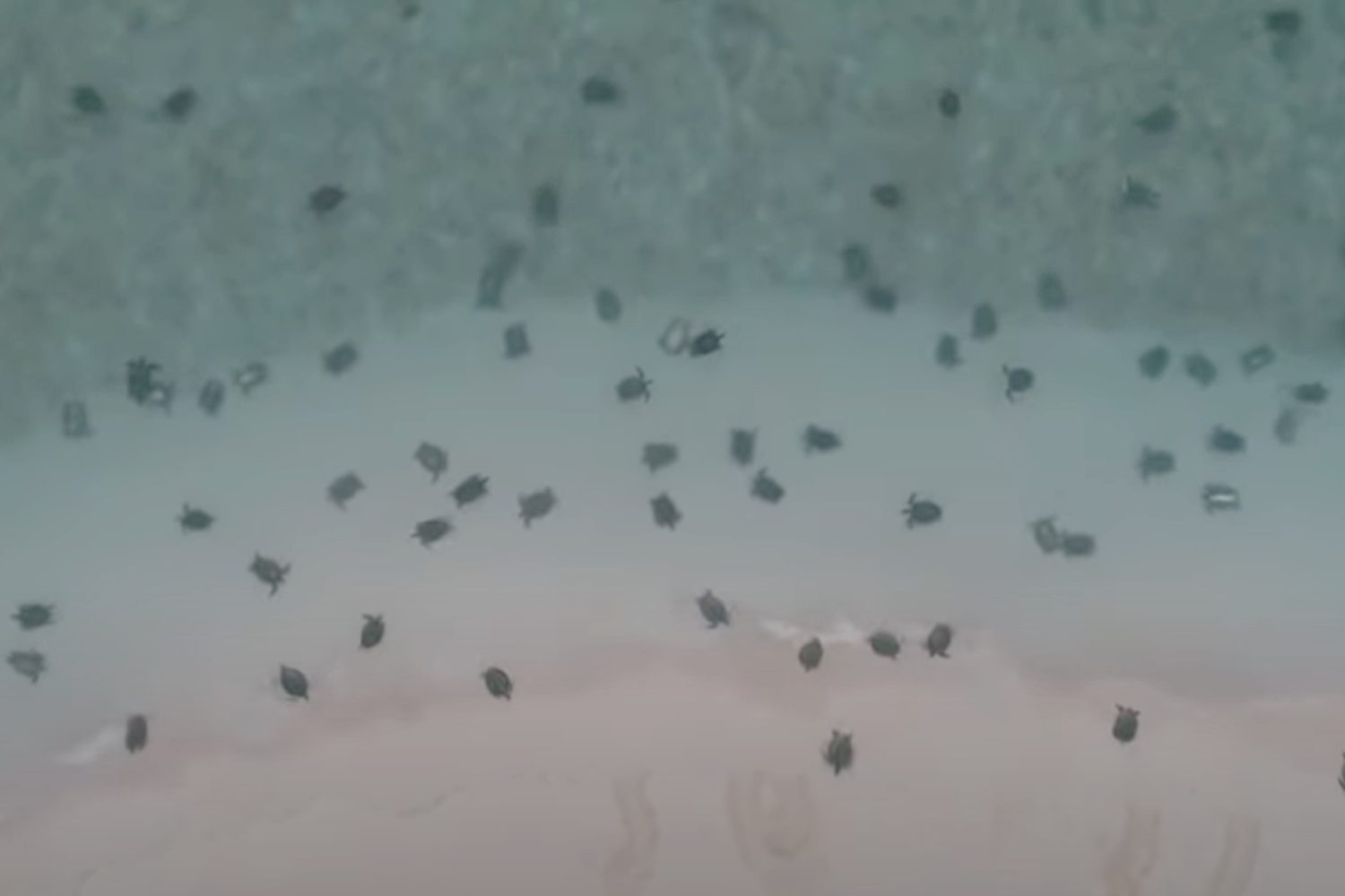 64000 turtles