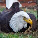 Murphy the Eagle