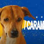 Caramelo