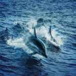 Dolphins Project
